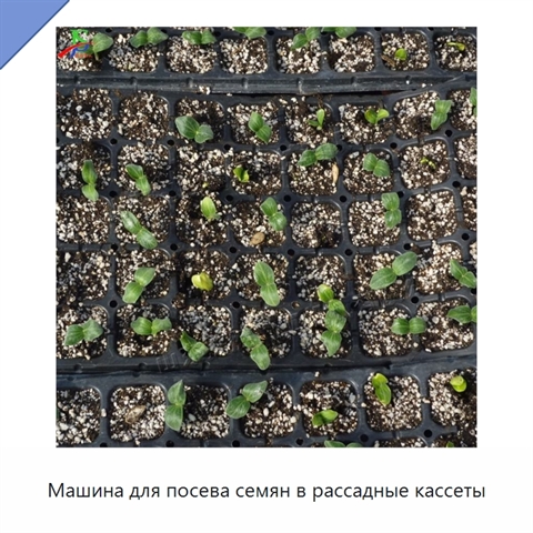 Машина для посева семян в рассадные кассеты