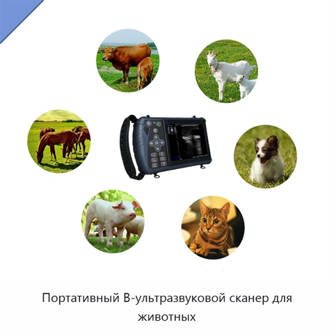 Портативный B-ультразвуковой сканер для животных